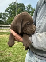 Male black collar , a male Labrador Retriever for sale in Roodhouse, IL – 3 of 5