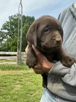 Purple collar , a female Labrador Retriever for sale in Roodhouse, IL – 3 of 4