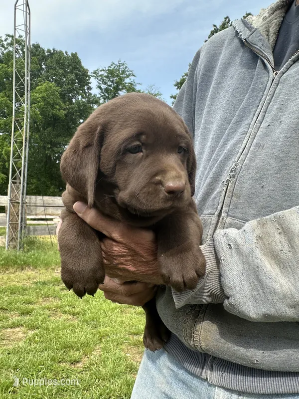 Purple collar  – Labrador Retriever puppy for sale in Roodhouse, IL