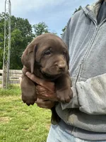 Purple collar , a female Labrador Retriever for sale in Roodhouse, IL – 1 of 4