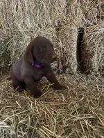 Chocolate Female Purple Collar, a female Labrador Retriever for sale in Roodhouse, IL – Photo 3 of 3