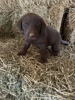 Chocolate Female Purple Collar, a female Labrador Retriever for sale in Roodhouse, IL – Photo 2 of 3