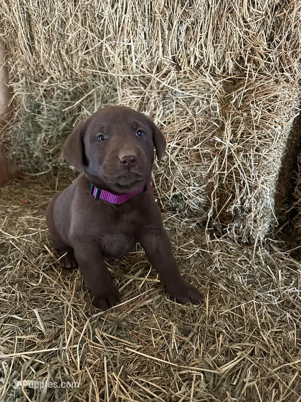 Chocolate Female Purple Collar