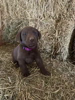 Chocolate Female Purple Collar, a female Labrador Retriever for sale in Roodhouse, IL – Photo 1 of 3