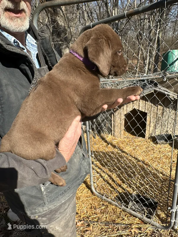 Chocolate Female Purple Collar – Labrador Retriever puppy for sale in Roodhouse, IL