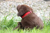 Male Red Collar , a male Labrador Retriever for sale in Roodhouse, IL – 5 of 6