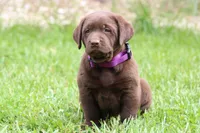 Female Purple Collar , a female Labrador Retriever for sale in Roodhouse, IL – 2 of 6