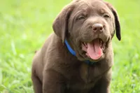 Male Blue Collar, a male Labrador Retriever for sale in Roodhouse, IL – 2 of 6