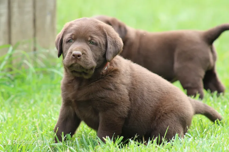 Male Red Collar  – Labrador Retriever puppy for sale in Roodhouse, IL
