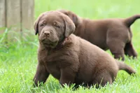 Male Red Collar , a male Labrador Retriever for sale in Roodhouse, IL – 1 of 6