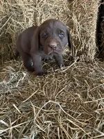 Chocolate Male , a male Labrador Retriever for sale in Roodhouse, IL – Photo 3 of 3