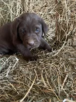 Chocolate Male , a male Labrador Retriever for sale in Roodhouse, IL – Photo 2 of 3