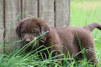 Male Red Collar , a male Labrador Retriever for sale in Roodhouse, IL – 2 of 6