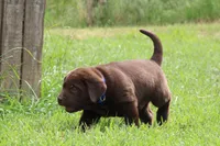 Male Blue Collar, a male Labrador Retriever for sale in Roodhouse, IL – 4 of 6