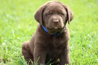 Male Blue Collar, a male Labrador Retriever for sale in Roodhouse, IL – 3 of 6