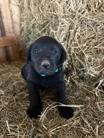 Black Male Green Collar, a male Labrador Retriever for sale in Roodhouse, IL – Photo 2 of 3