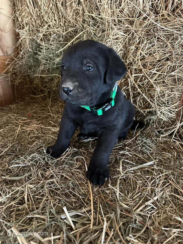 Black Male Green Collar