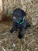 Black Male Green Collar, a male Labrador Retriever for sale in Roodhouse, IL – Photo 1 of 3