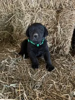Black Male Green Collar, a male Labrador Retriever for sale in Roodhouse, IL – Photo 3 of 3