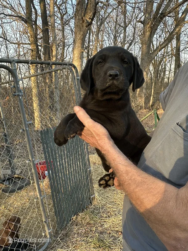 Black Male Green Collar – Labrador Retriever puppy for sale in Roodhouse, IL