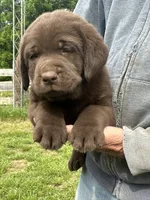 Male , a male Labrador Retriever for sale in Roodhouse, IL – 2 of 3