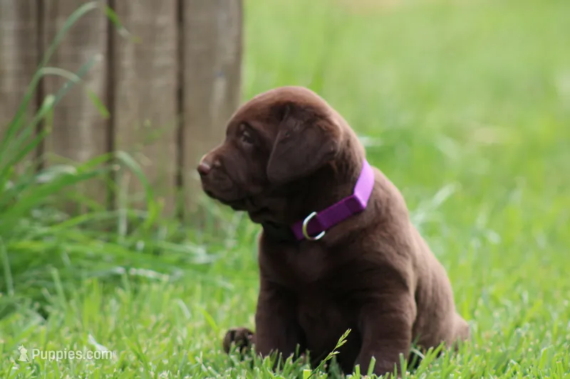 Female Purple Collar  – Labrador Retriever puppy for sale in Roodhouse, IL