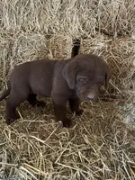 Chocolate Female Bright Pink Collar, a female Labrador Retriever for sale in Roodhouse, IL – Photo 3 of 3