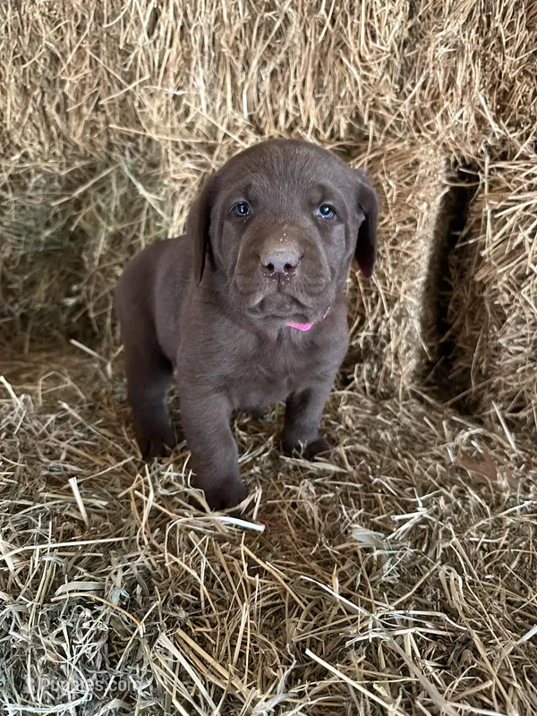 Chocolate Female Bright Pink Collar