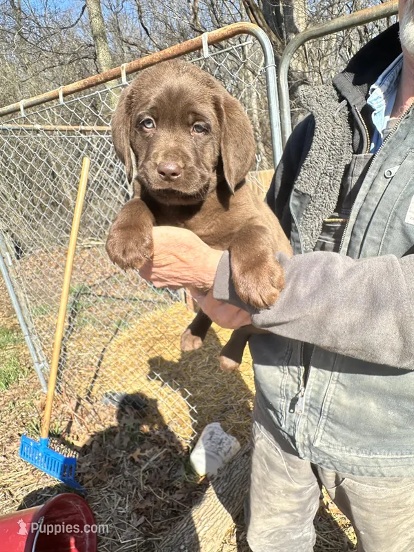 Chocolate Female Bright Pink Collar – Labrador Retriever puppy for sale in Roodhouse, IL
