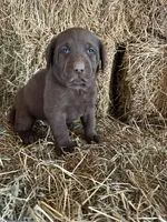 Chocolate Female Bright Pink Collar, a female Labrador Retriever for sale in Roodhouse, IL – Photo 2 of 3