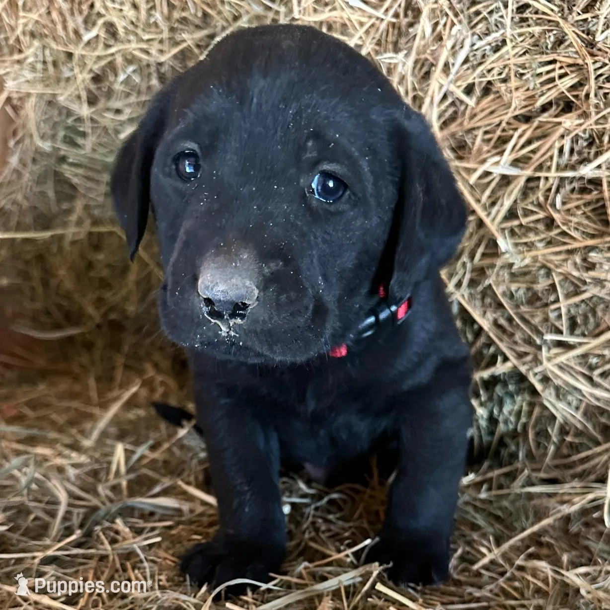 Black Male Red Collar