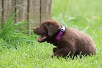 Female Purple Collar , a female Labrador Retriever for sale in Roodhouse, IL – 3 of 6