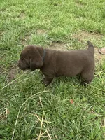 Male black collar , a male Labrador Retriever for sale in Roodhouse, IL – 4 of 5