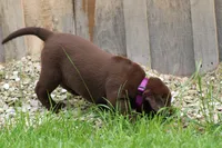 Female Purple Collar , a female Labrador Retriever for sale in Roodhouse, IL – 6 of 6