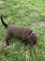 Purple collar , a female Labrador Retriever for sale in Roodhouse, IL – 4 of 4