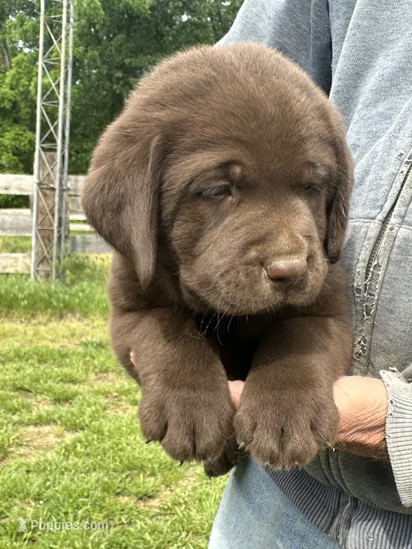 Male  – Labrador Retriever puppy for sale in Roodhouse, IL