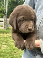 Male , a male Labrador Retriever for sale in Roodhouse, IL – 1 of 3