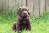 Female Purple Collar , a female Labrador Retriever for sale in Roodhouse, IL – 5 of 6
