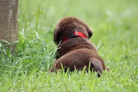 Male Red Collar , a male Labrador Retriever for sale in Roodhouse, IL – 3 of 6