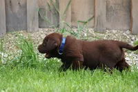 Male Blue Collar, a male Labrador Retriever for sale in Roodhouse, IL – 5 of 6