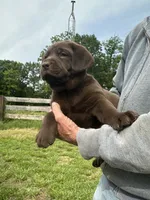 Male black collar , a male Labrador Retriever for sale in Roodhouse, IL – 2 of 5
