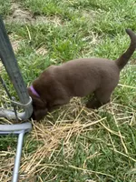 Purple collar , a female Labrador Retriever for sale in Roodhouse, IL – 2 of 4