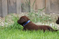 Male Blue Collar, a male Labrador Retriever for sale in Roodhouse, IL – 6 of 6