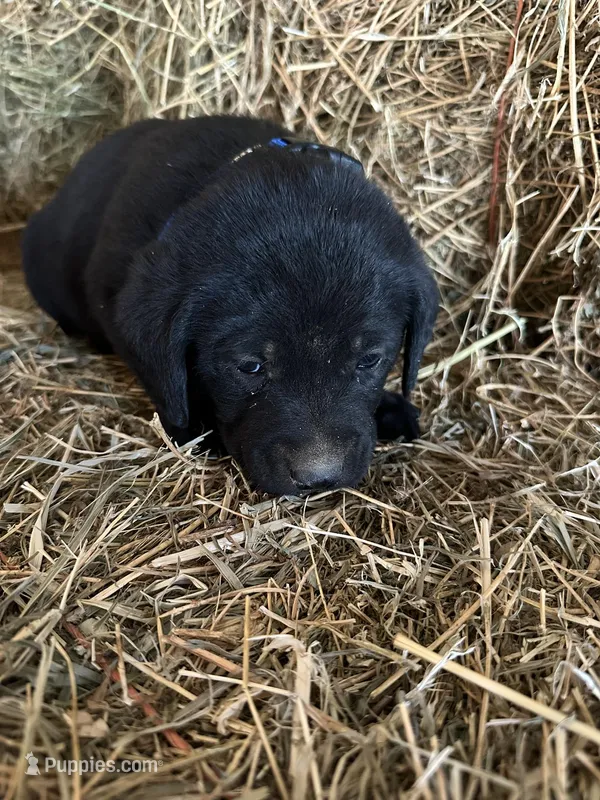 Black Male Blue Collar