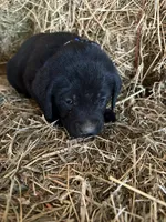 Black Male Blue Collar, a male Labrador Retriever for sale in Roodhouse, IL – Photo 1 of 2