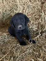 Black Male Blue Collar, a male Labrador Retriever for sale in Roodhouse, IL – Photo 2 of 2