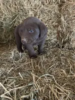 Chocolate Female Pink Collar, a female Labrador Retriever for sale in Roodhouse, IL – Photo 2 of 3