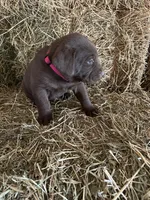 Chocolate Female Pink Collar, a female Labrador Retriever for sale in Roodhouse, IL – Photo 3 of 3