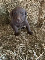 Chocolate Female Pink Collar, a female Labrador Retriever for sale in Roodhouse, IL – Photo 1 of 3