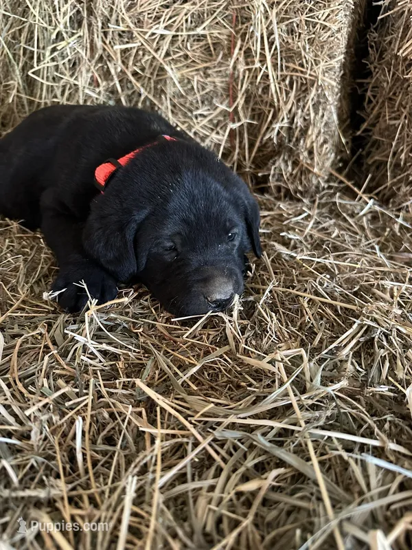 Black Male Orange Collar